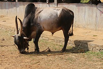 Cow Image