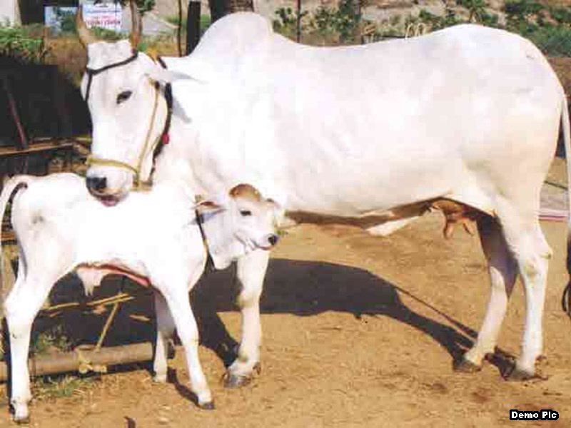 Cow Image