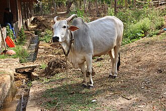 Cow Image