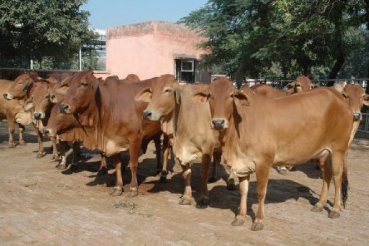 Cow Image