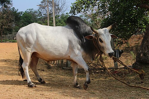 Cow Image