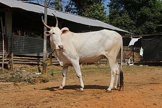 Cow Image