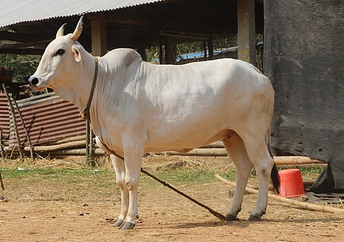 Cow Image