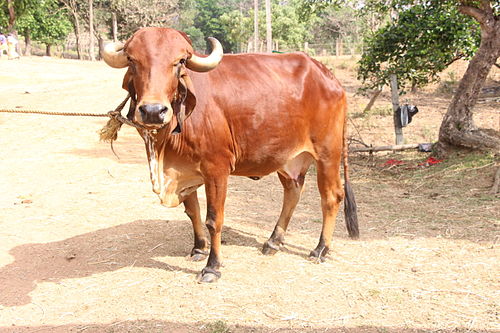 Cow Image