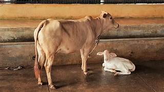 Cow Image