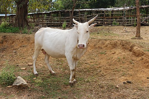 Cow Image