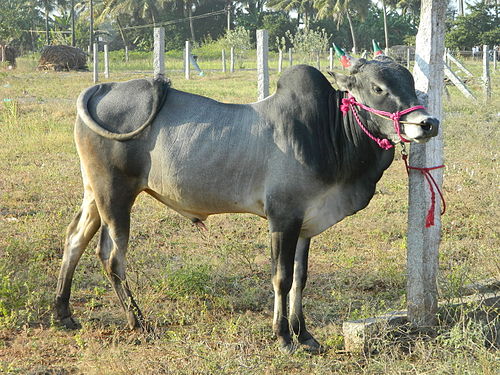 Cow Image