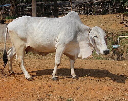 Cow Image