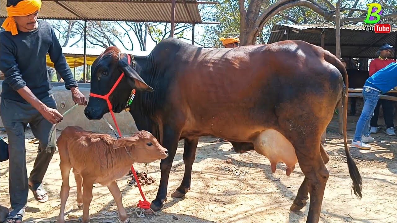 Cow Image