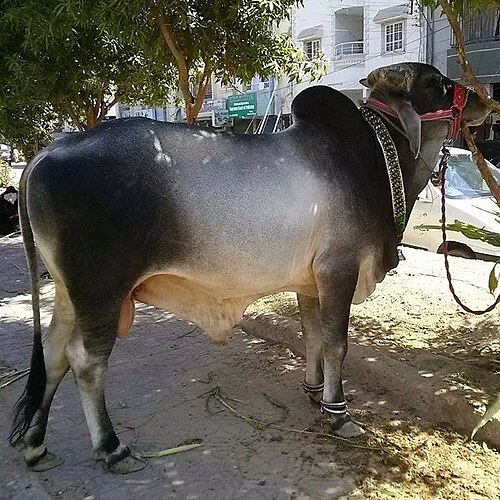 Cow Image