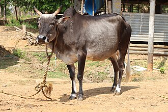 Cow Image