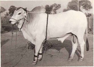 Cow Image