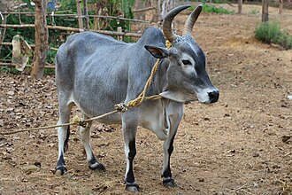Cow Image
