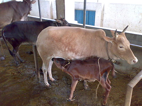 Cow Image