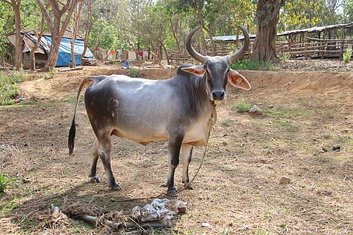 Cow Image