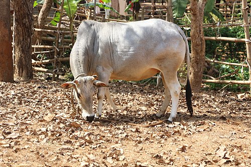 Cow Image