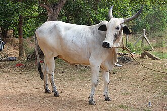 Cow Image