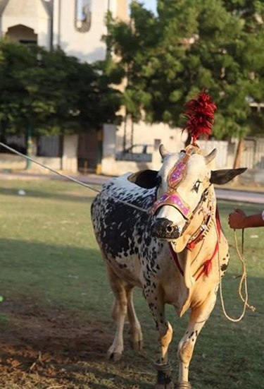 Cow Image