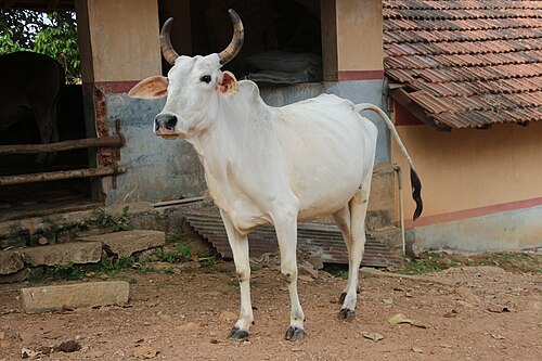 Cow Image