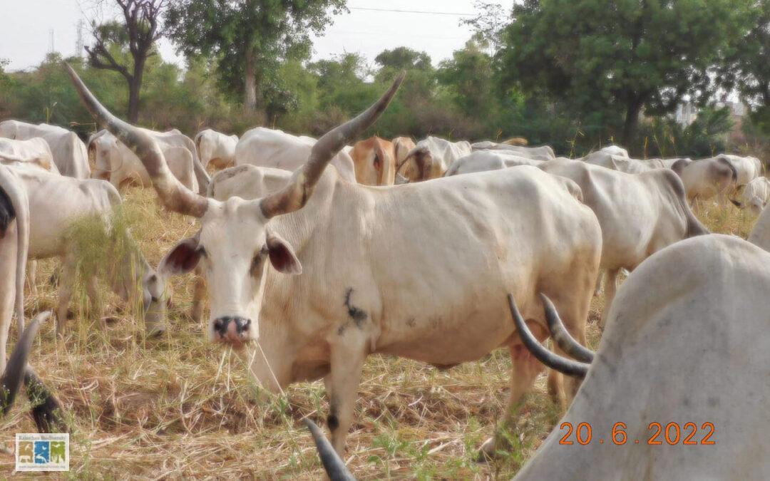 Cow Image