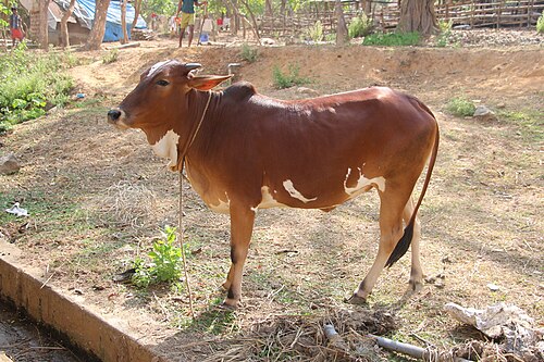 Cow Image