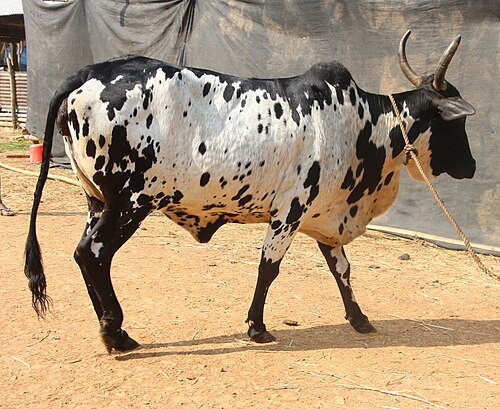 Cow Image
