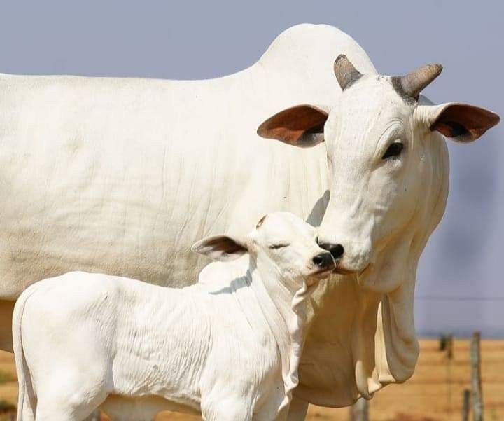 उपक्रम २