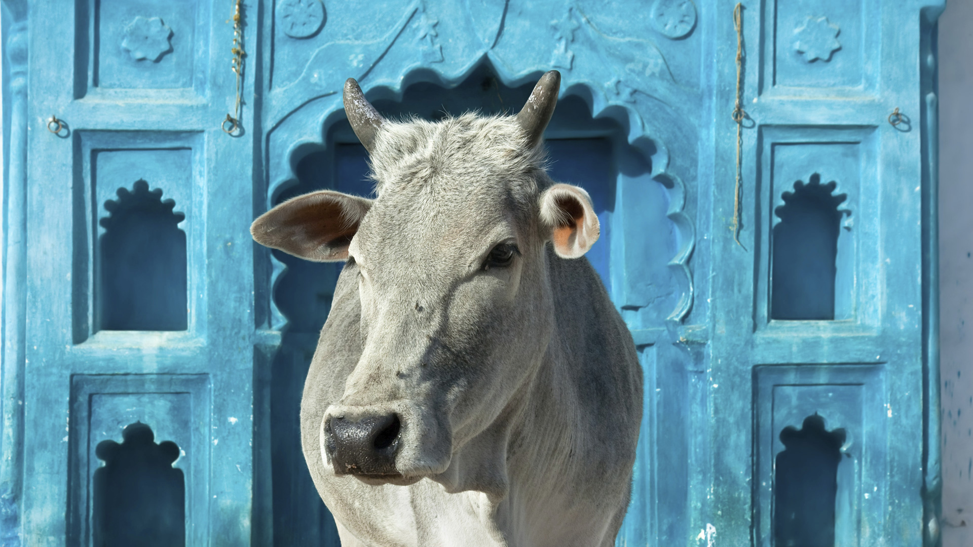 गाय
