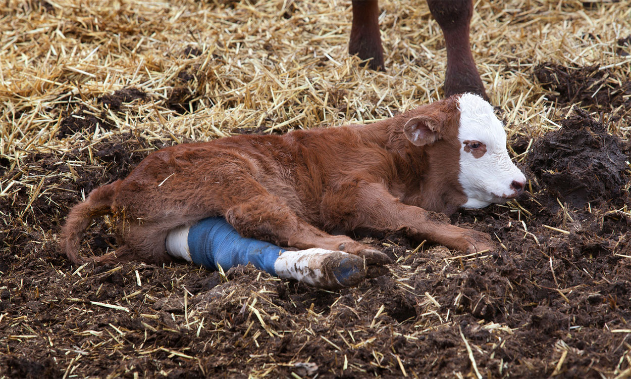 Cow 2