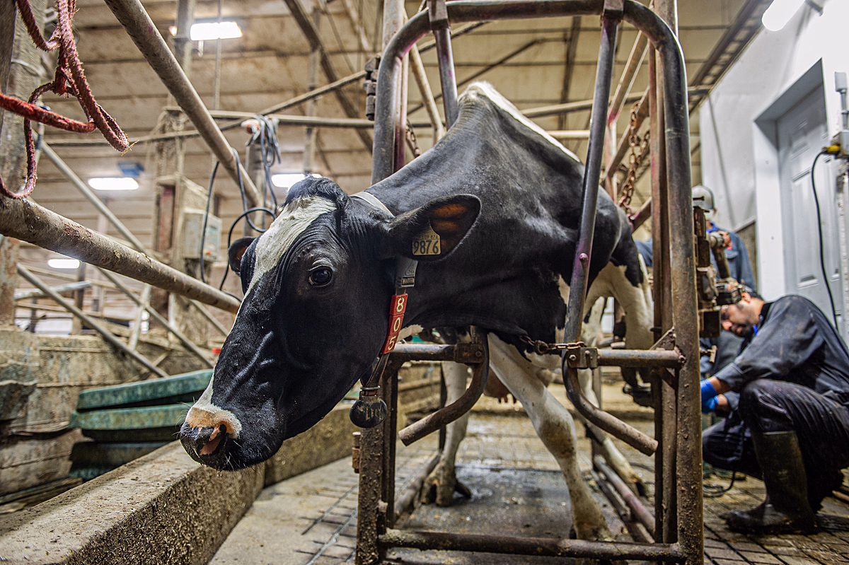 Cow 3