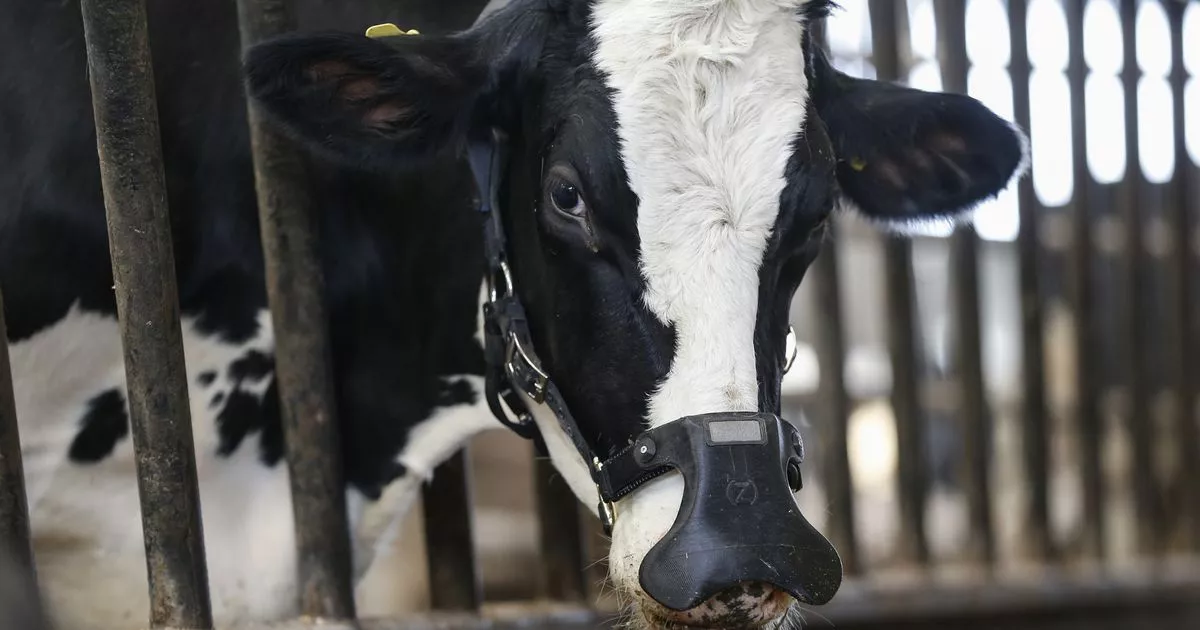 Cow 1