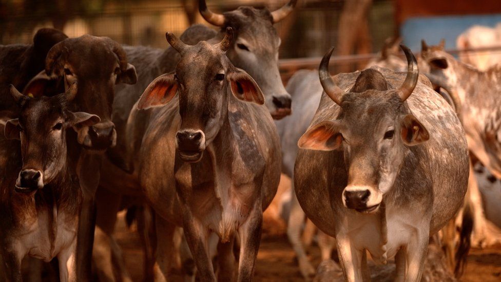 Cow 4