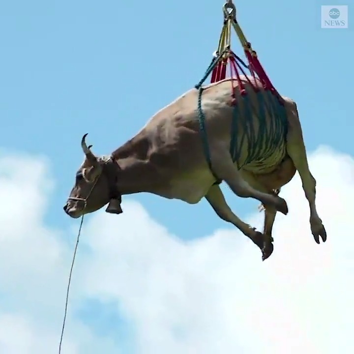 Cow 5