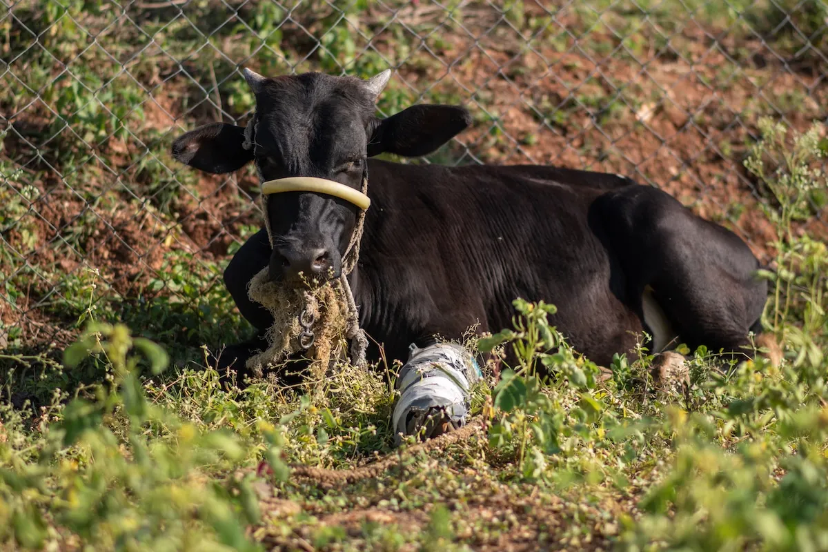 Cow 5